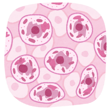 お顔のシワ・たるみに対する幹細胞治療